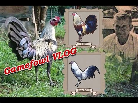 what is the best bloodline of gamefowl|Regular Grey Gamefowl Bloodline Characteristics and Fighting .